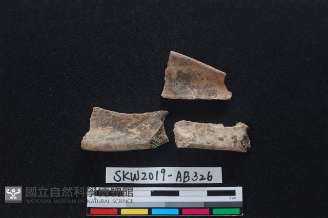 獸骨藏品圖，第2張