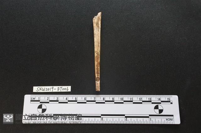 骨尖器藏品圖，第2張