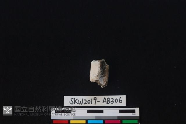 獸骨藏品圖，第2張