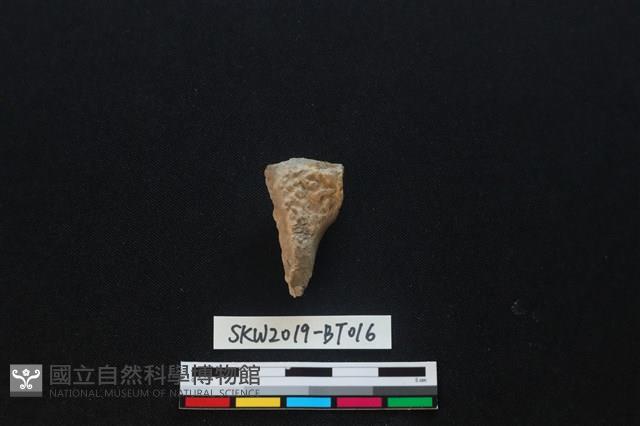 骨尖器藏品圖，第2張