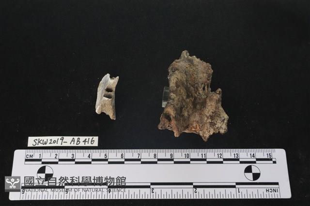 臺灣野豬(特)藏品圖，第2張