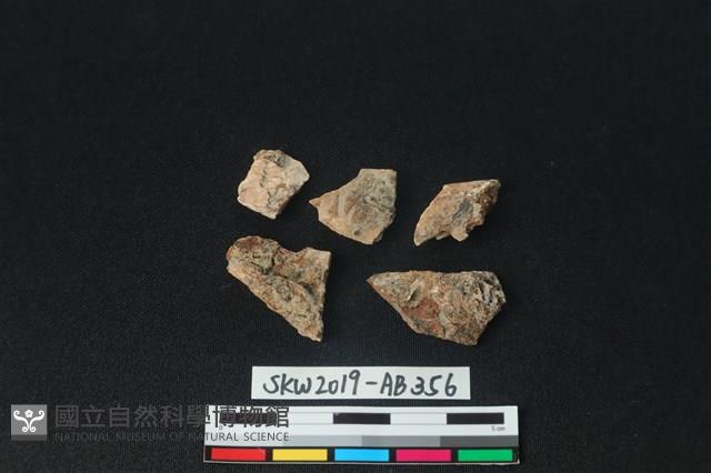 獸骨藏品圖，第2張