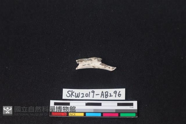 獸骨藏品圖，第2張