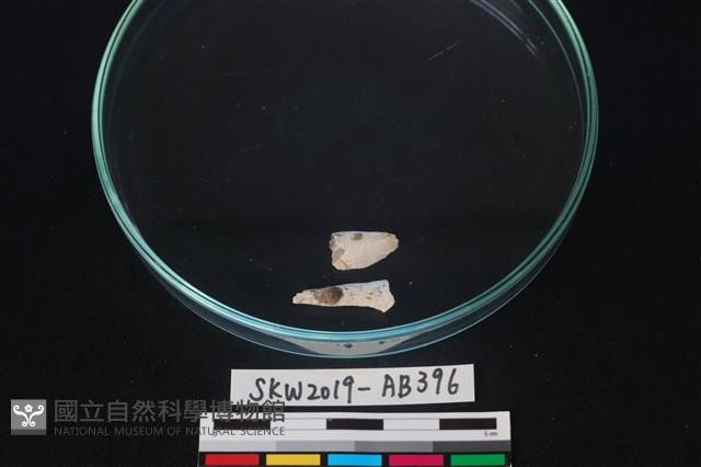 獸骨藏品圖，第2張