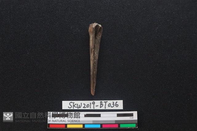 骨尖器藏品圖，第2張