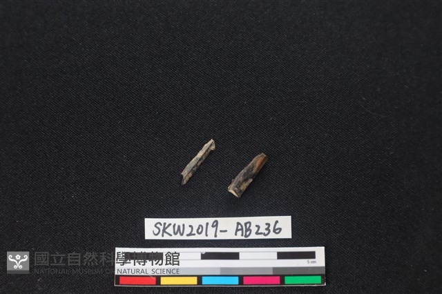 獸骨藏品圖，第2張
