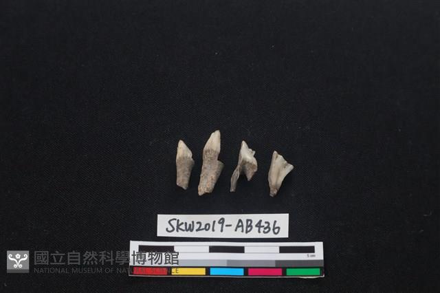 獸骨藏品圖，第2張