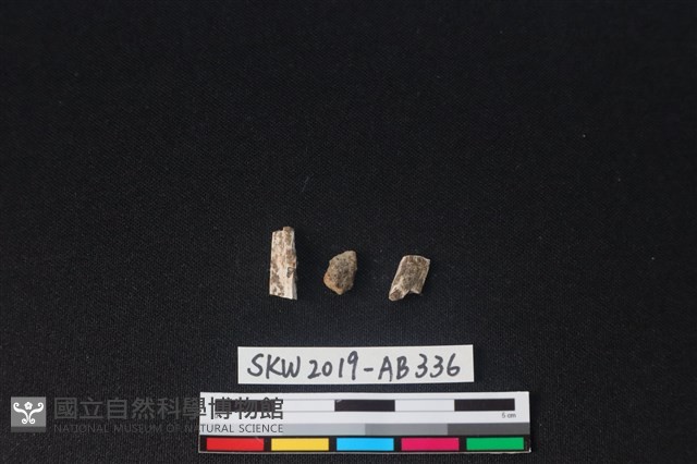 獸骨藏品圖，第2張