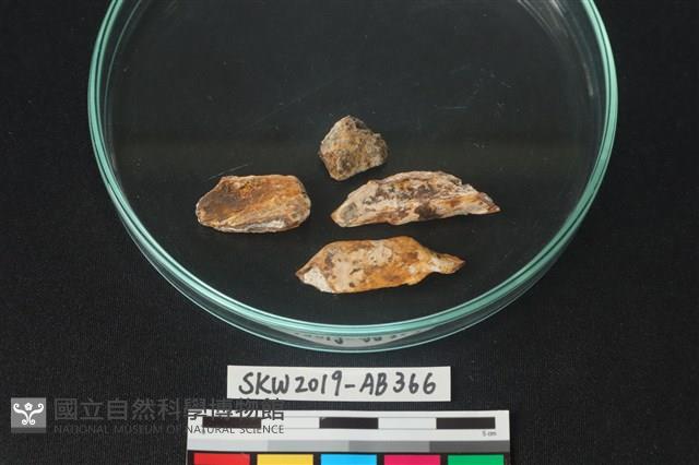 獸骨藏品圖，第2張