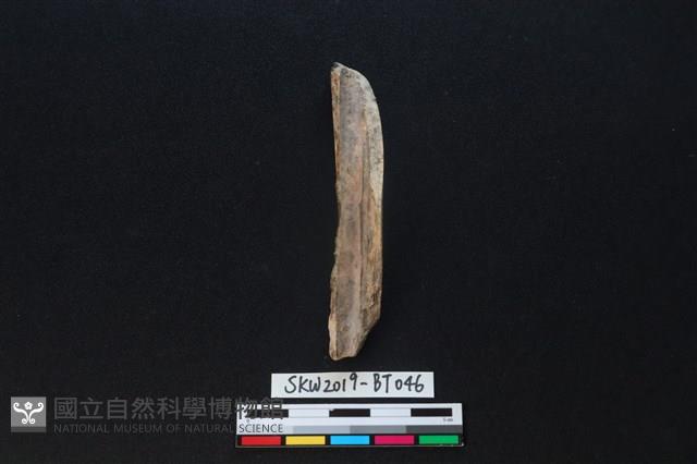 骨尖器殘件藏品圖，第2張