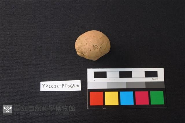 疑似陶偶殘件藏品圖，第2張