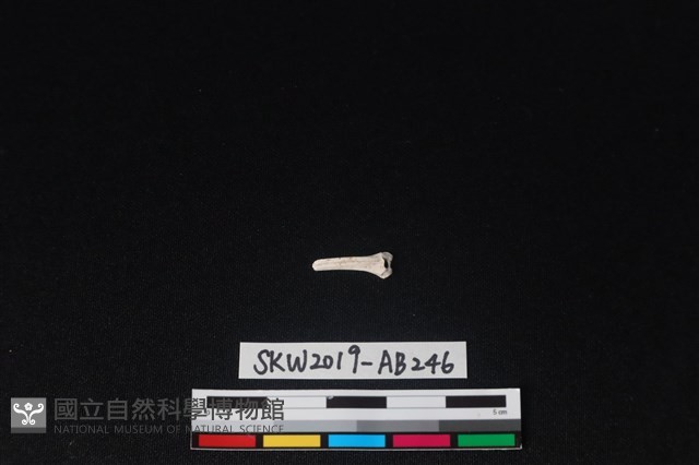 獸骨藏品圖，第2張