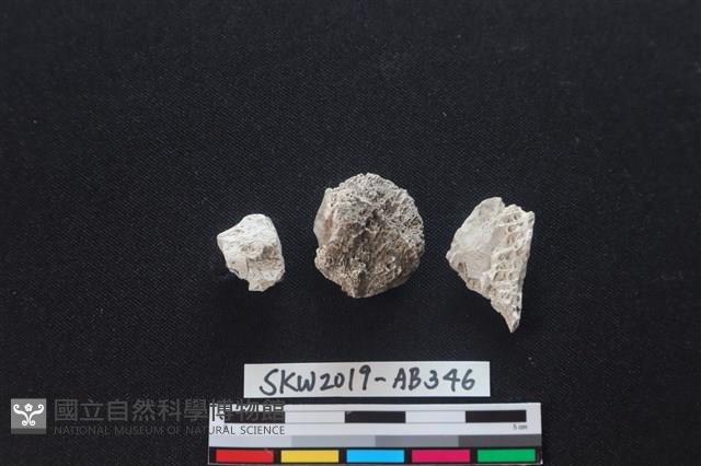 獸骨藏品圖，第2張