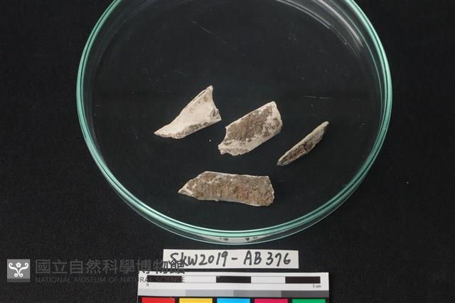 獸骨藏品圖，第2張