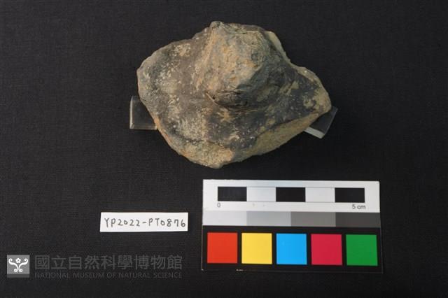 陶蓋鈕藏品圖，第2張
