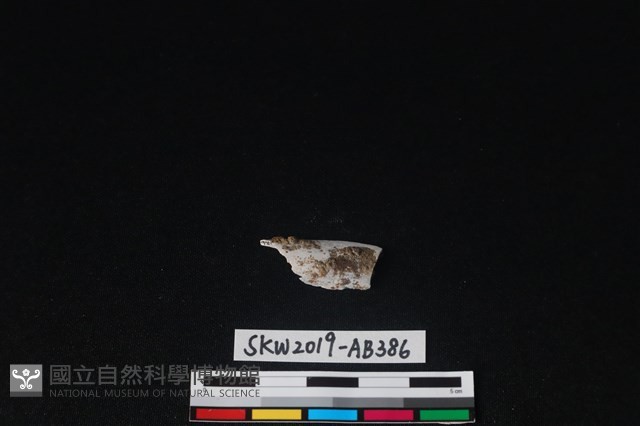 獸骨藏品圖，第2張