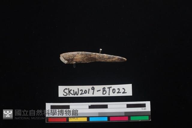 魚卡子藏品圖，第2張