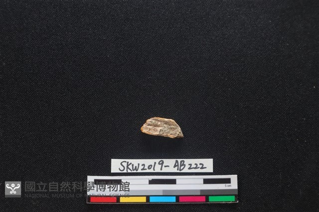 獸骨藏品圖，第2張