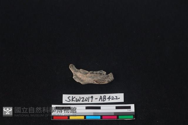 臺灣野兔(特)藏品圖，第2張