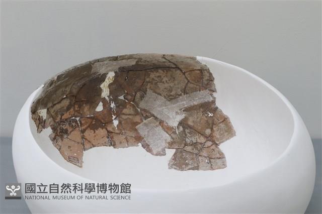 陶缸藏品圖，第2張