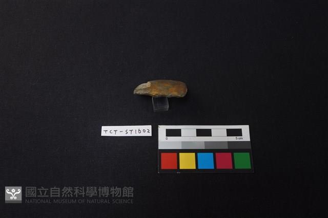 錛鑿形器藏品圖，第2張