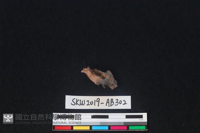 獸骨藏品圖，第2張