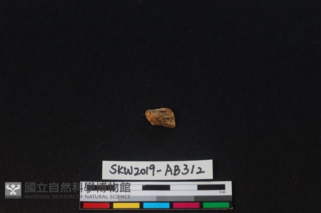 獸骨藏品圖，第2張