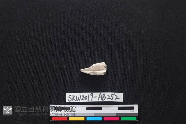 獸骨藏品圖，第2張