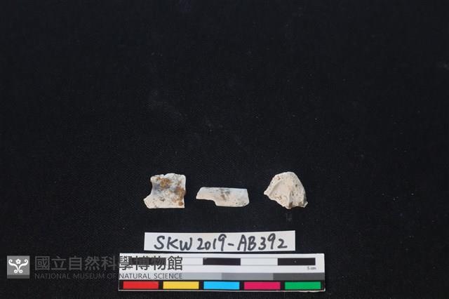 獸骨藏品圖，第2張