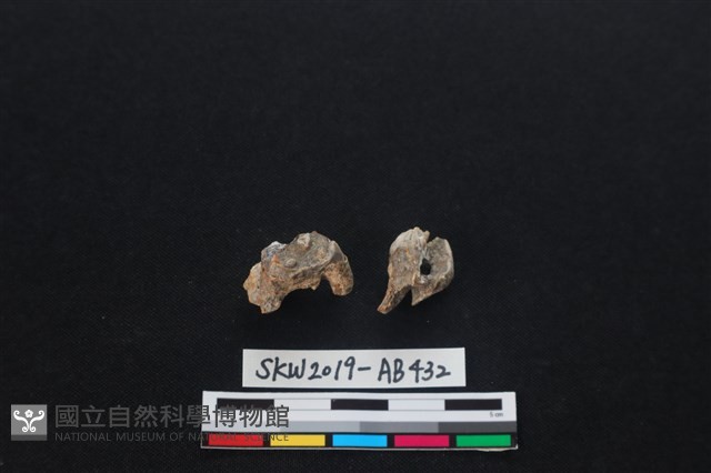 獸骨藏品圖，第2張