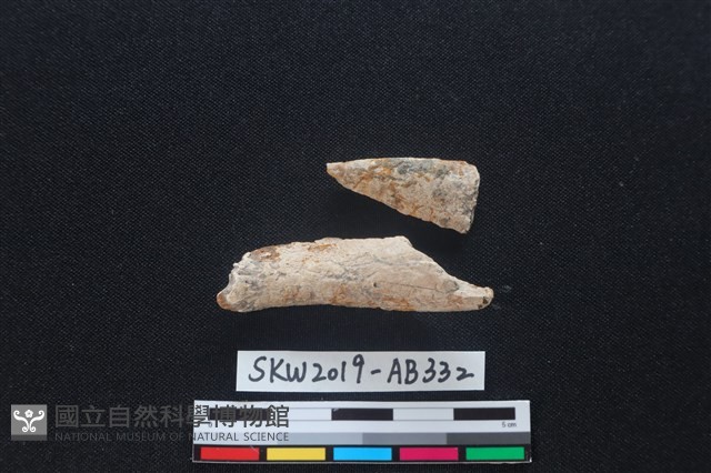 獸骨藏品圖，第2張