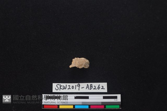 獸骨藏品圖，第2張