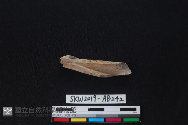 獸骨藏品圖，第2張