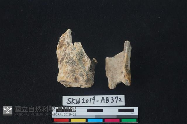 獸骨藏品圖，第2張