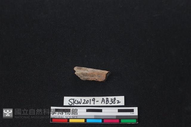 獸骨藏品圖，第2張