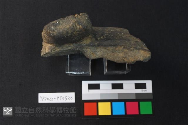 陶片藏品圖，第2張