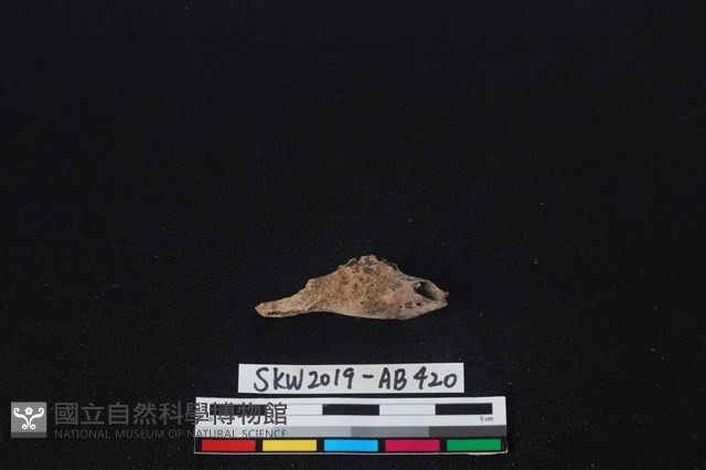 臺灣野兔(特)藏品圖，第2張