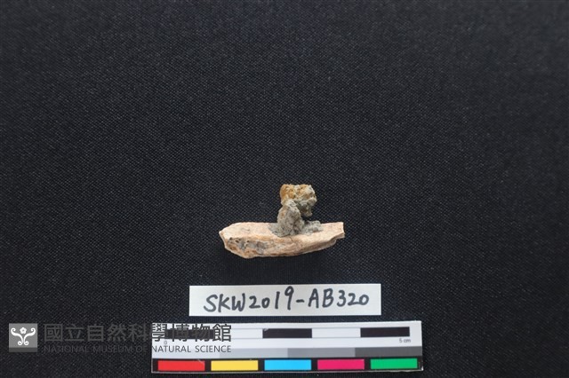 獸骨藏品圖，第2張