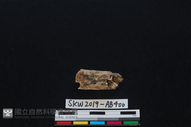 獸骨藏品圖，第2張