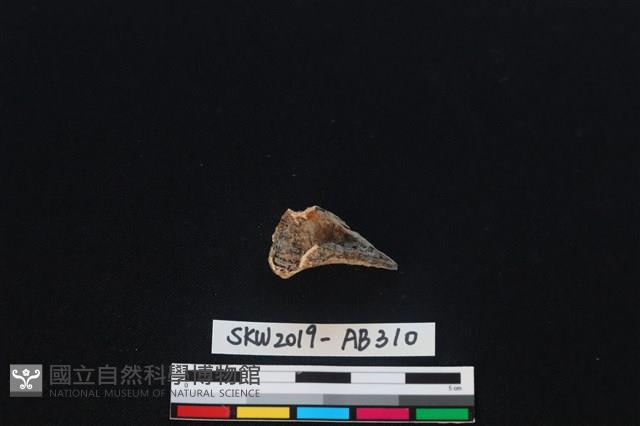 獸骨藏品圖，第2張