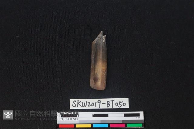 骨鑿藏品圖，第2張