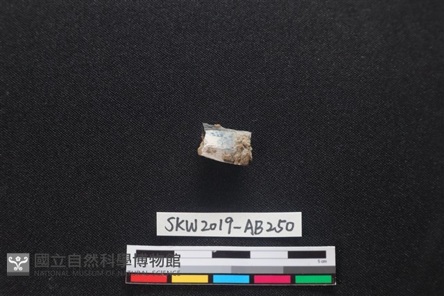 獸骨藏品圖，第2張