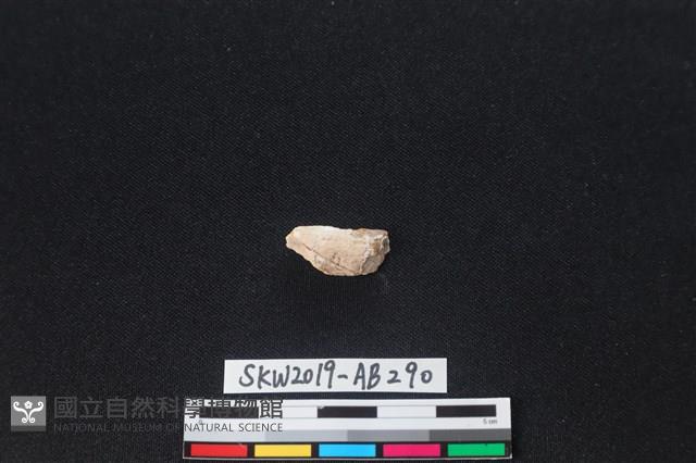 獸骨藏品圖，第2張