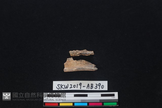 獸骨藏品圖，第2張