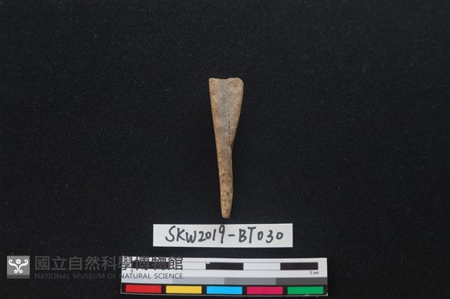 骨尖器藏品圖，第2張