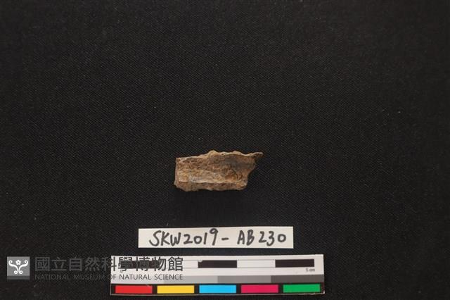 獸骨藏品圖，第2張