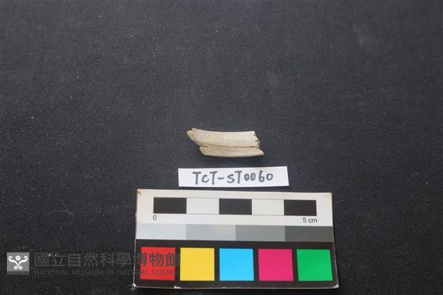 玉環藏品圖，第2張