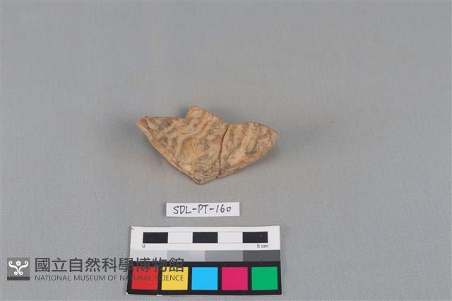 連杯形器藏品圖，第2張