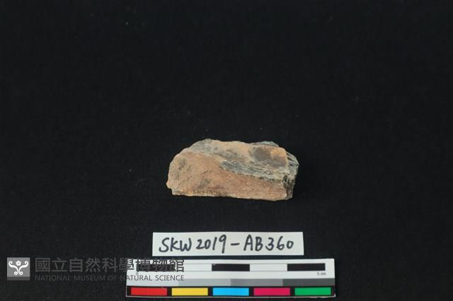 獸骨藏品圖，第2張