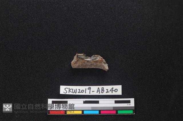 獸骨藏品圖，第2張